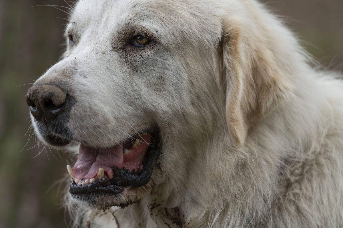 Hund in Thüringen