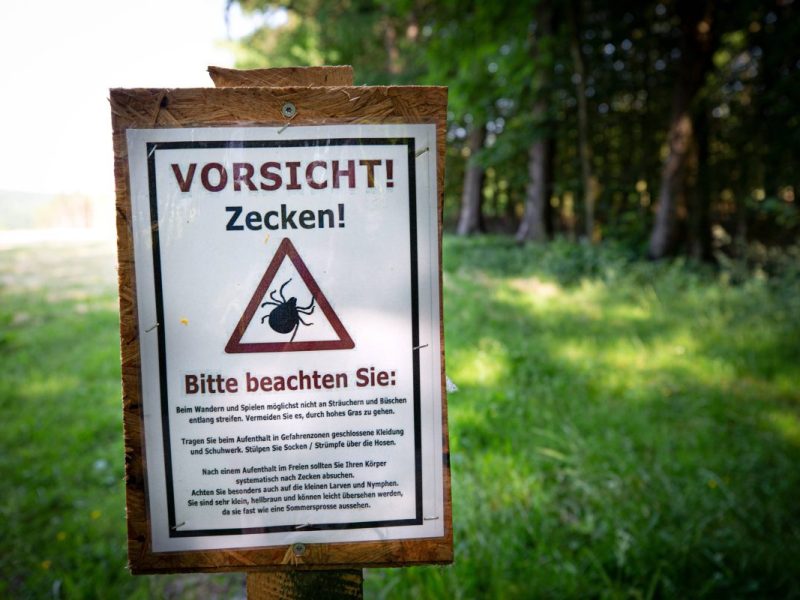 Die Zecken-Saison startet wieder – auch in Thüringen! (Symbolbild)