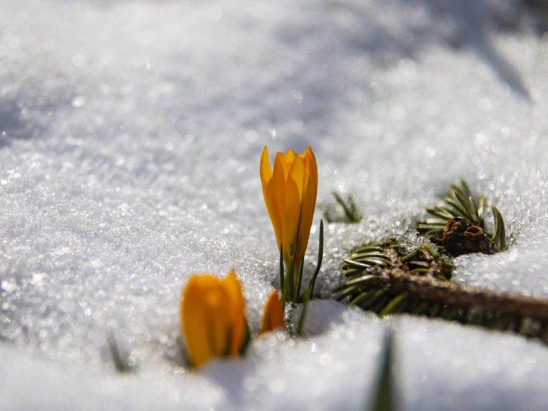 Kommt der Frühling – oder bleibt der Winter noch etwas in Thüringen? (Symbolbild)