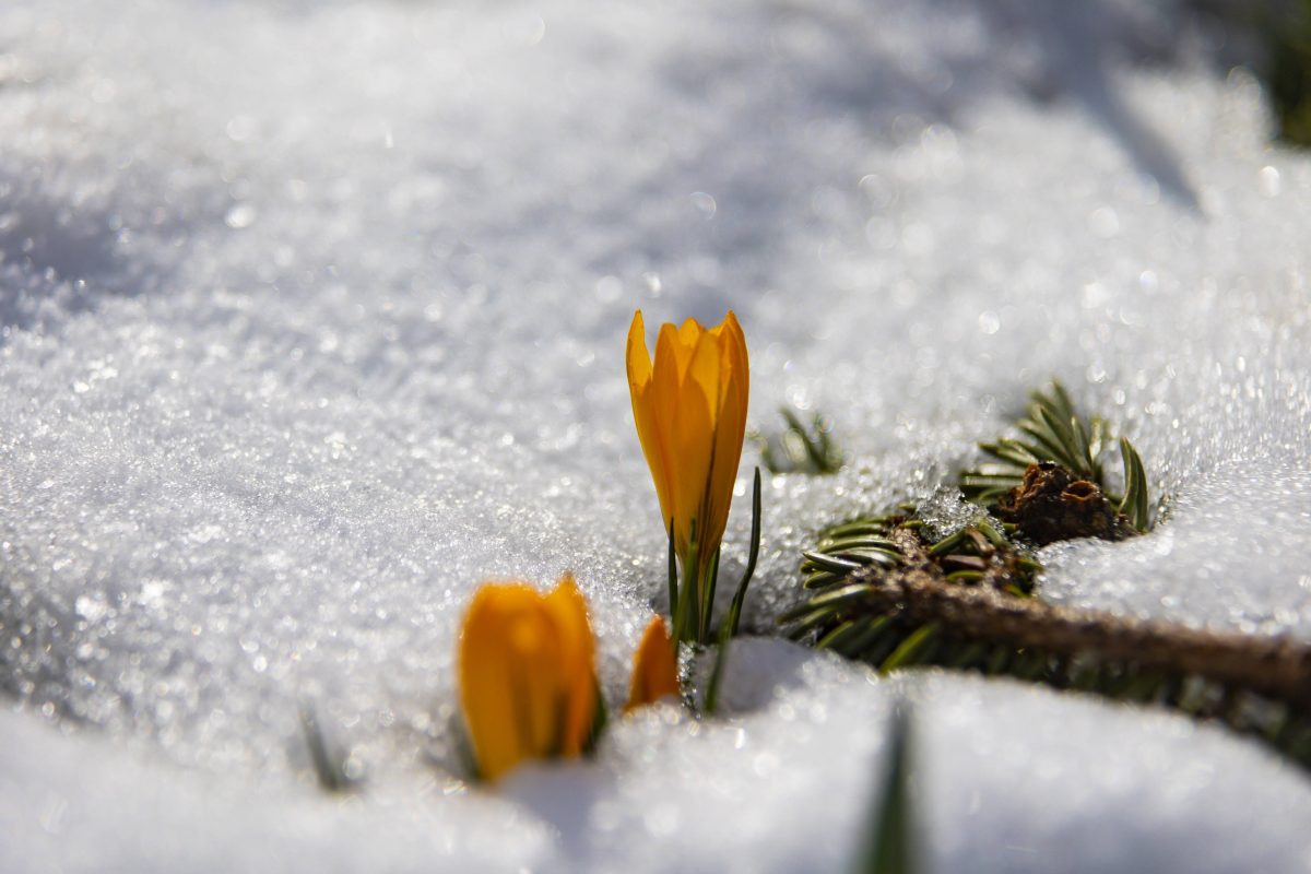 Kommt der Frühling – oder bleibt der Winter noch etwas in Thüringen? (Symbolbild)