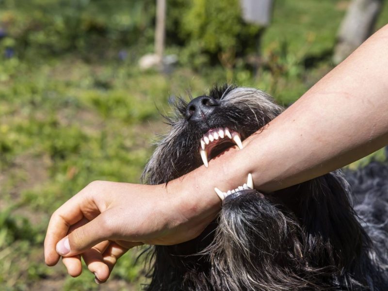 In Thüringen hat ein Hund dreifach zugebissen.