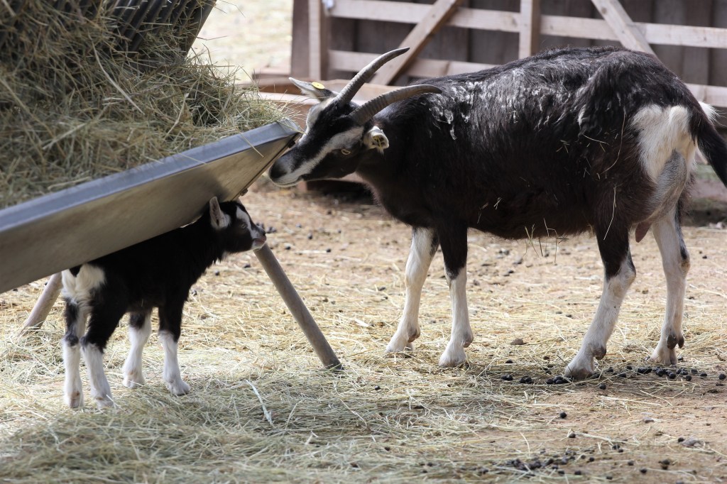 Zoo Erfurt