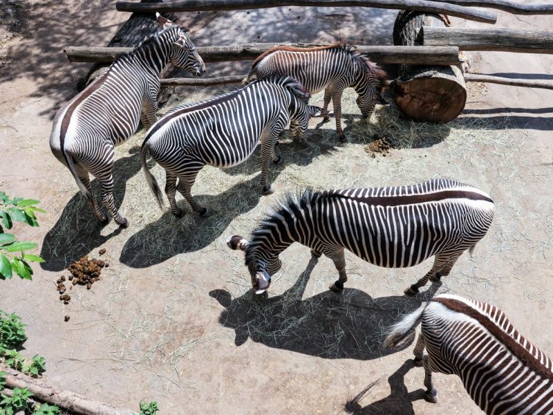 Zoo Leipzig