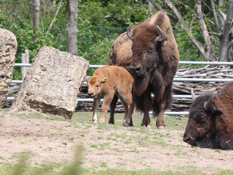 Am Sonntag wurde im Erfurter Zoo das erste Bisonkalb des Jahres geboren.
