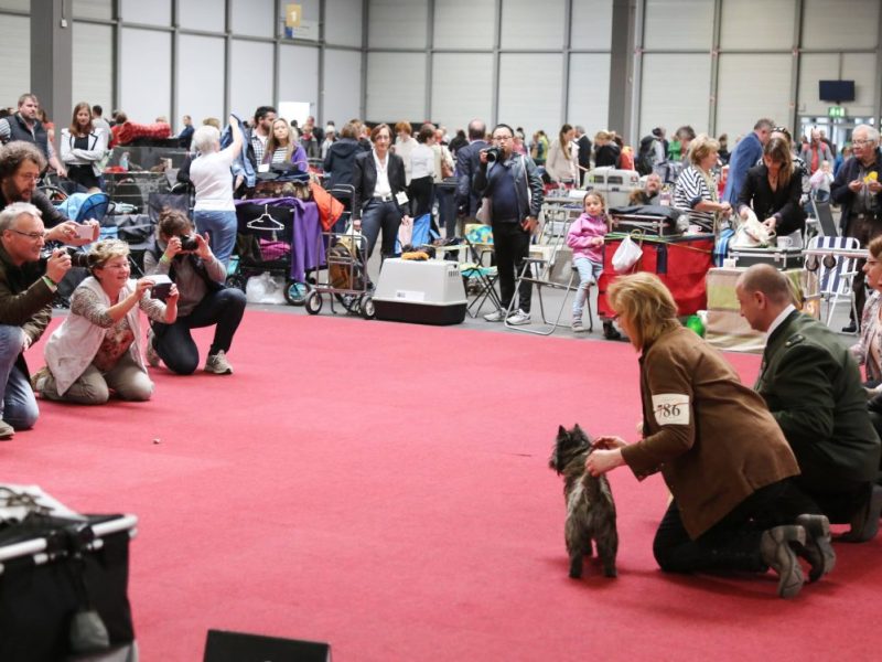 Die Rassehundeausstellung in Erfurt – steht sie vor dem Aus? (Archivbild, 2017)