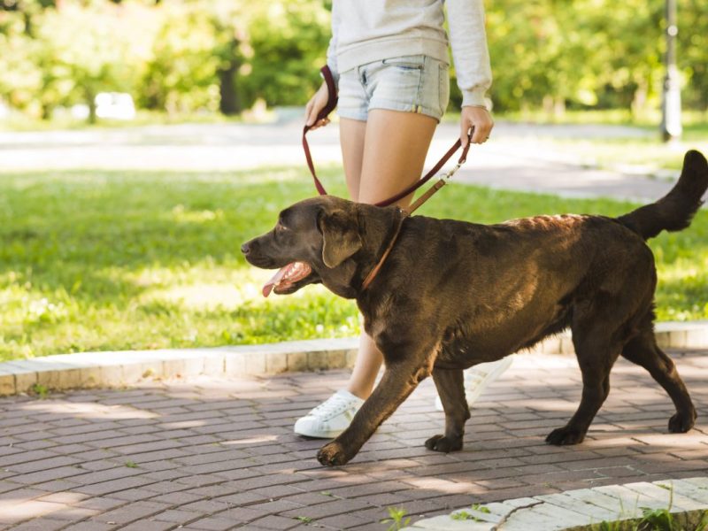 Ein Hund war nach einer Gassi-Runde in Thüringen plötzlich ganz anders drauf. Sein Frauchen reagierte sofort. (Symbolbild)