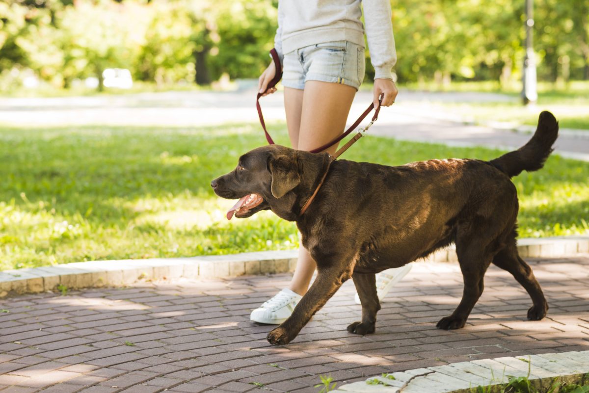 Ein Hund war nach einer Gassi-Runde in Thüringen plötzlich ganz anders drauf. Sein Frauchen reagierte sofort. (Symbolbild)