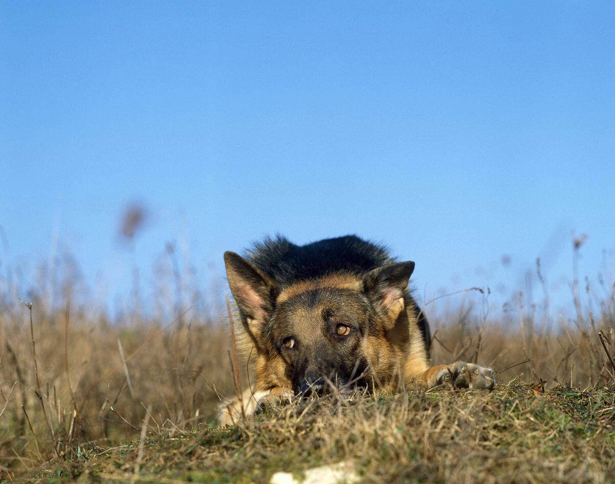 Trauriger Anblick vor einem Thüringer Tierheim! (Symbolbild)