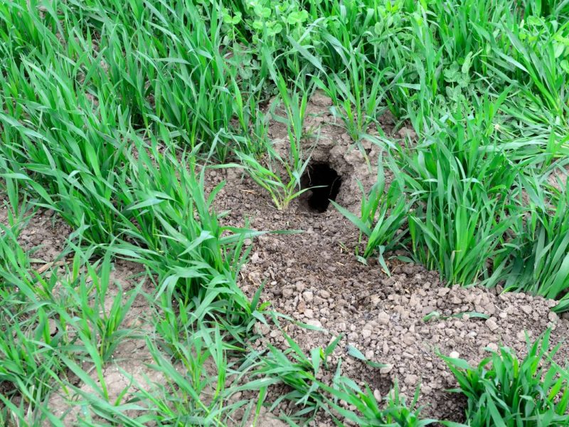 Sie leben versteckt in diesen Erdlöchern – und sind vom Aussterben bedroht: Feldhamster. (Archivbild)