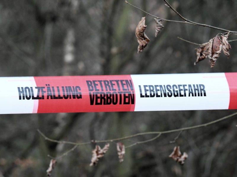 Todes-Drama bei Holzfällarbeiten in Thüringen! (Symbolbild)