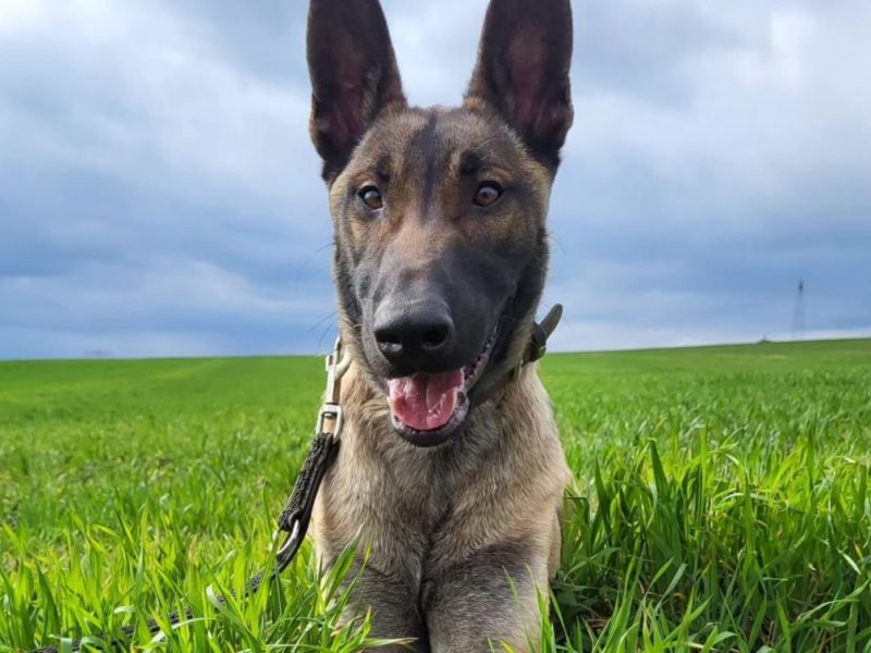 Hund Apollo hat monatelang im Tierheim Nordhausen auf ein neues Zuhause gewartet. Jetzt hat der die 