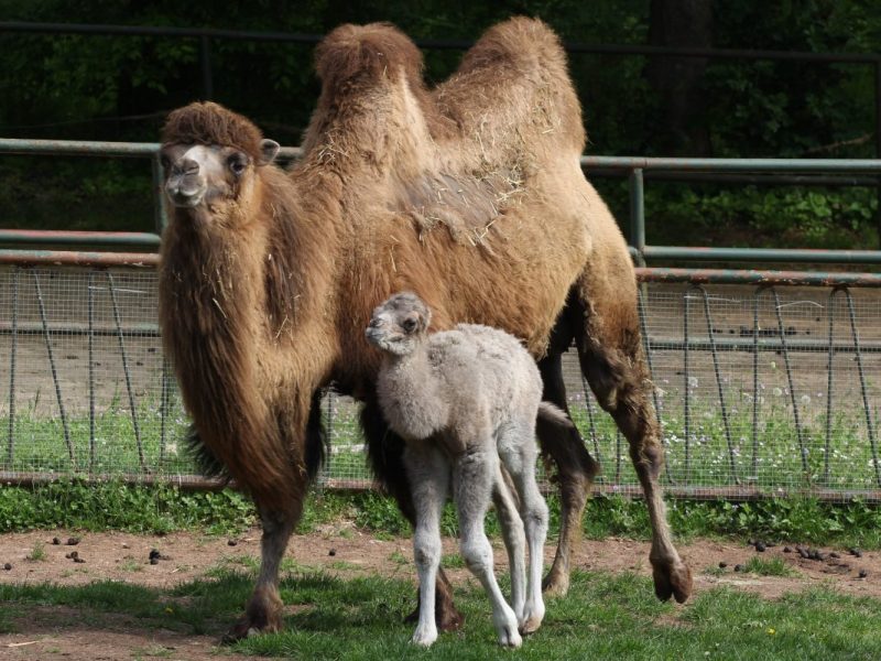 Zoo Erfurt