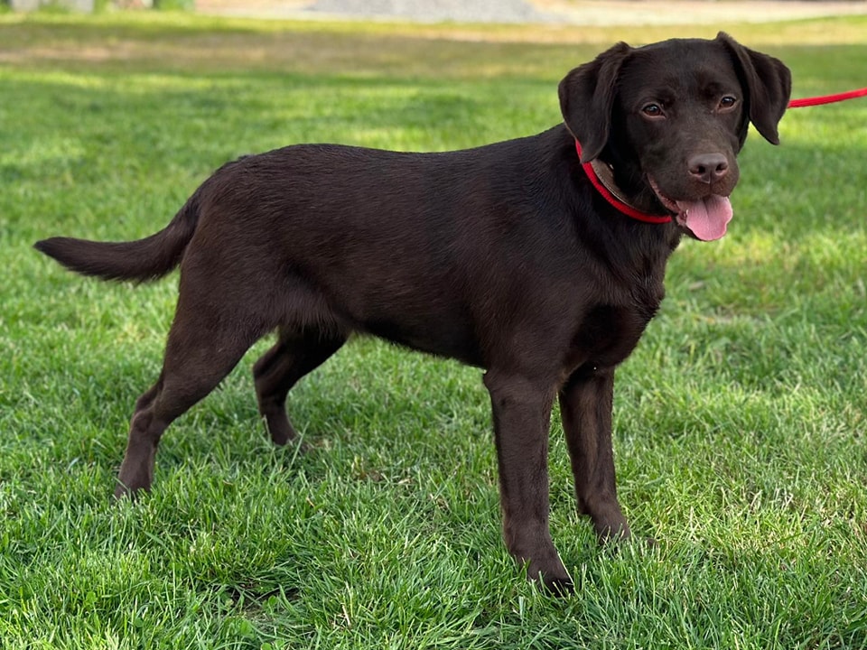 Das ist Hündin "Bounty" aus Thüringen. Die Pfleger aus dem Tierheim Nordhausen befürchten, dass sie in ihrem Leben bisher noch nie draußen war. Jetzt soll sich alles zum Guten wenden.