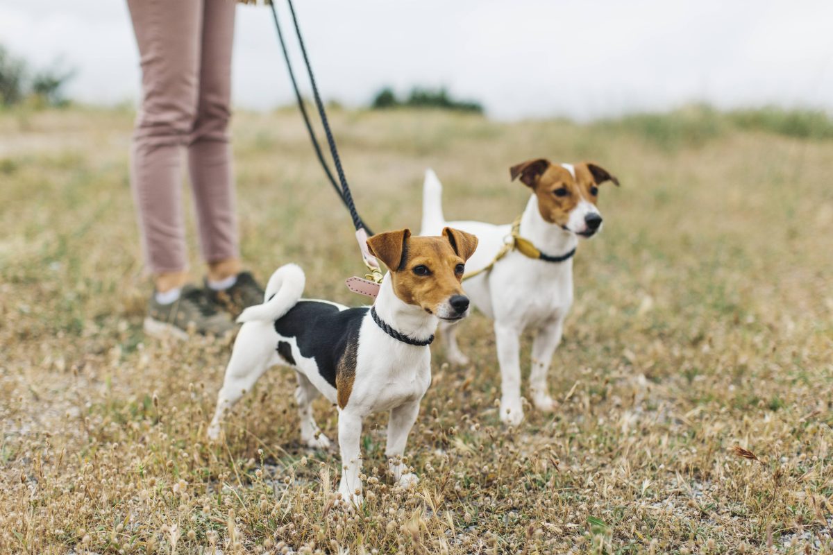 Frau mit zwei Hunden an der Leine