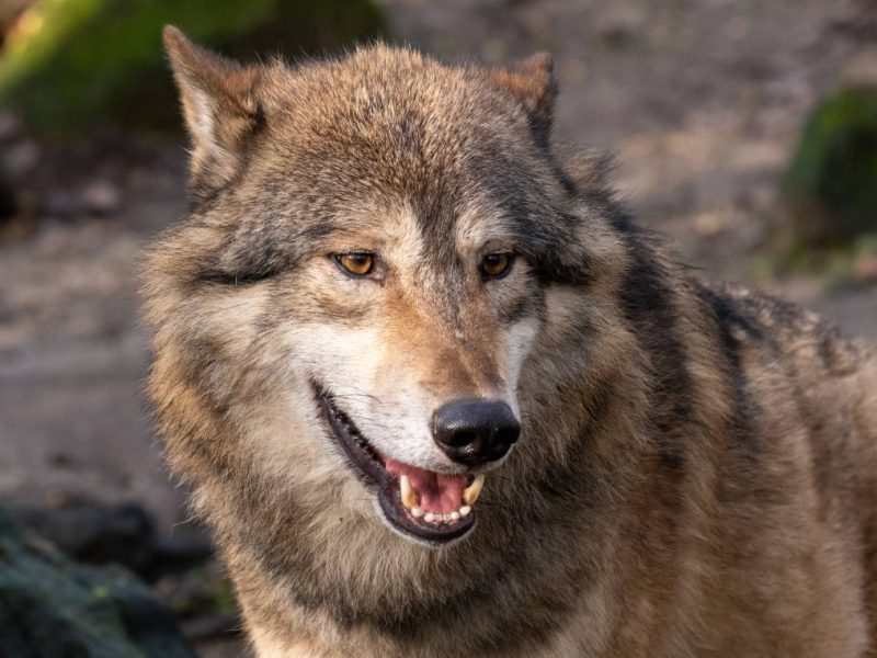 Ein toter Wolf ist an der Autobahn 4 bei Waltershausen im Kreis Gotha gefunden worden.