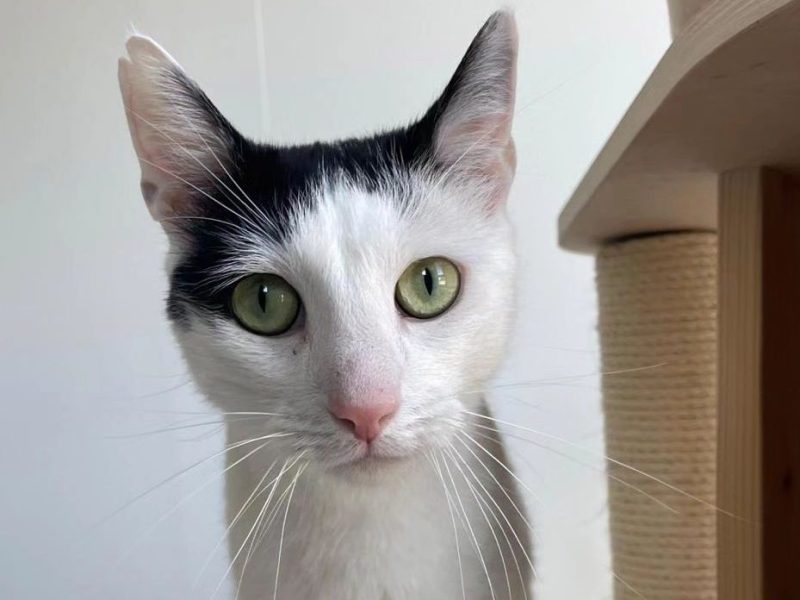 Kater 