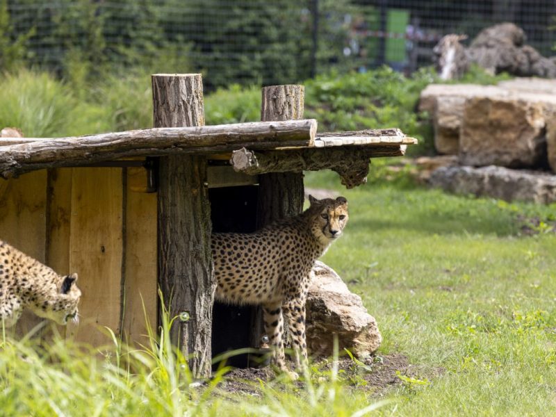 zoo erfurt