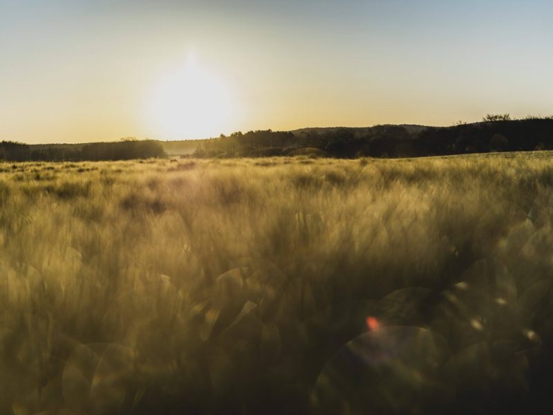 Sonnenaufgang über einem Feld
