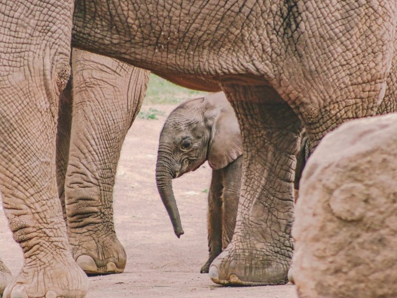 Ayoka im Elefanten.Gehege im Zoo Erfurt