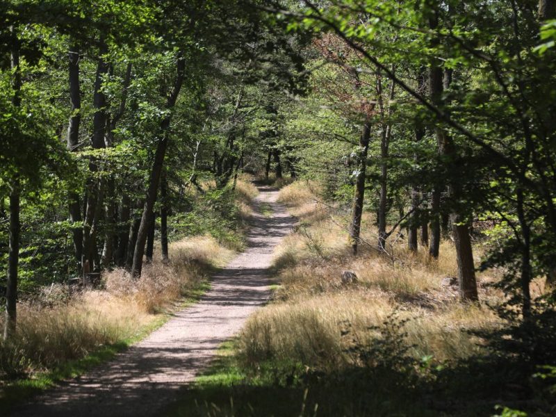 thueringer wald