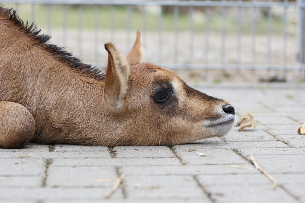 Zoo Erfurt