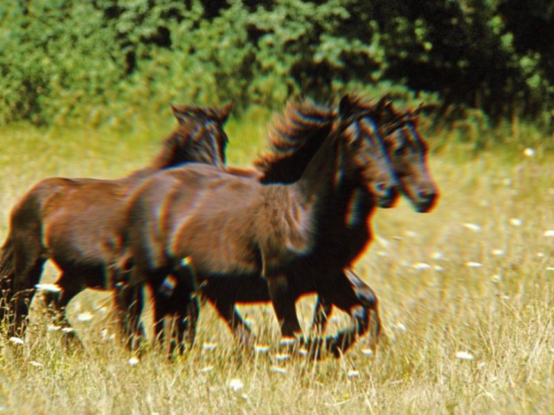 Thueringen Pferde rennen