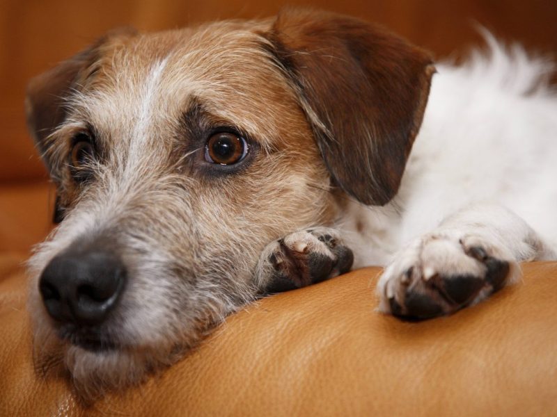 Hund mit traurigem Blick