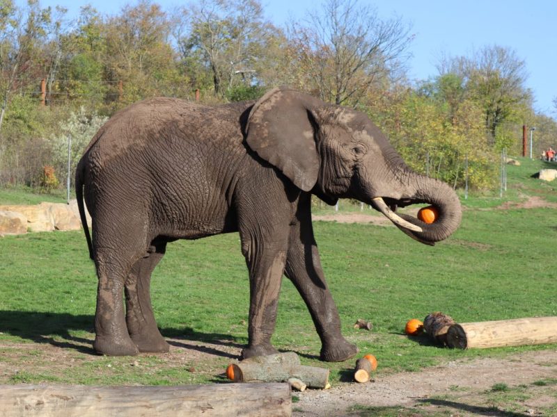 Zoo Erfurt