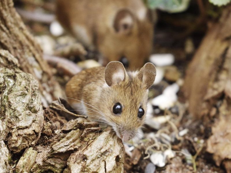 Waldmaus im Laub
