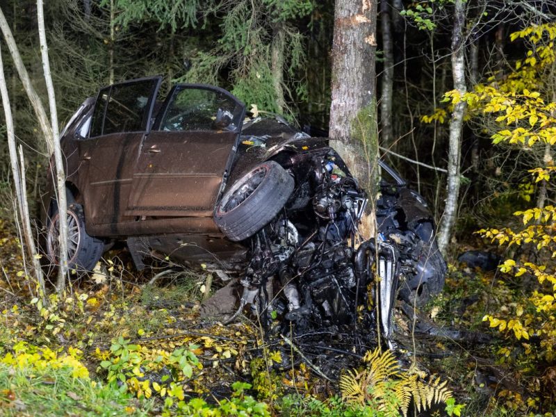 Thüringen: Tödlicher Baum-Unfall! Für einen Mann kommt jede Hilfe zu spät