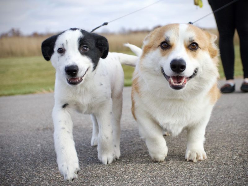 zwei Hunde an der Leine