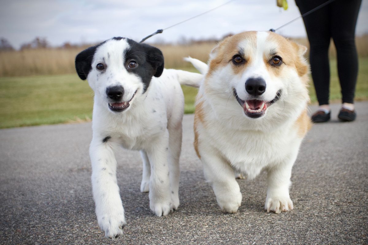 zwei Hunde an der Leine