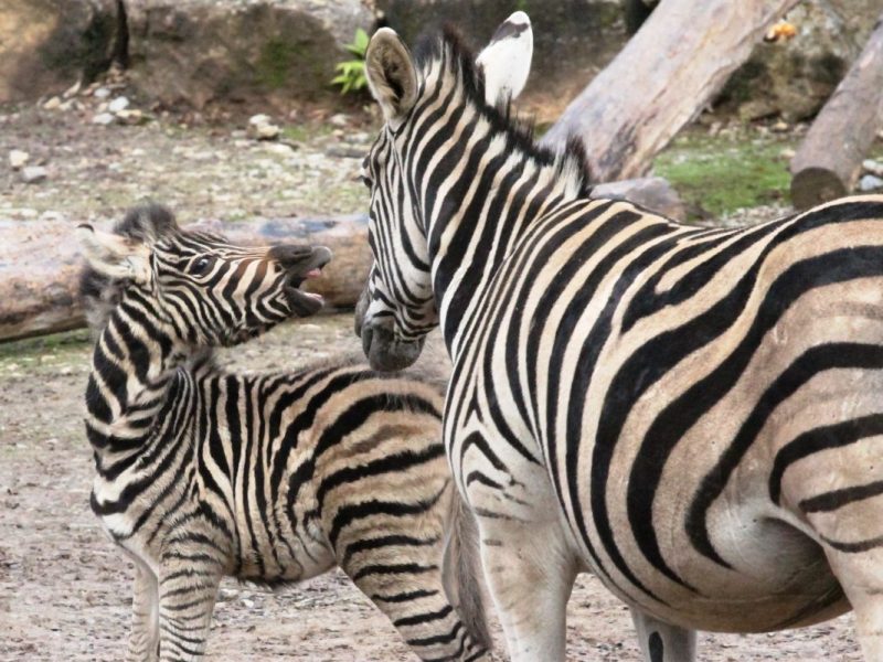 Zoo Erfurt