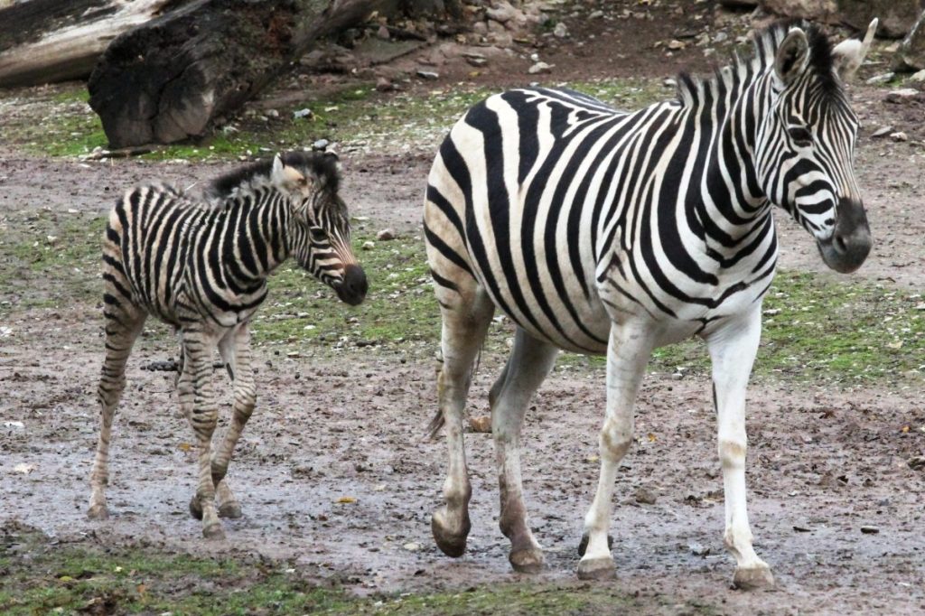 Fohlen Edgar und seine Mama.