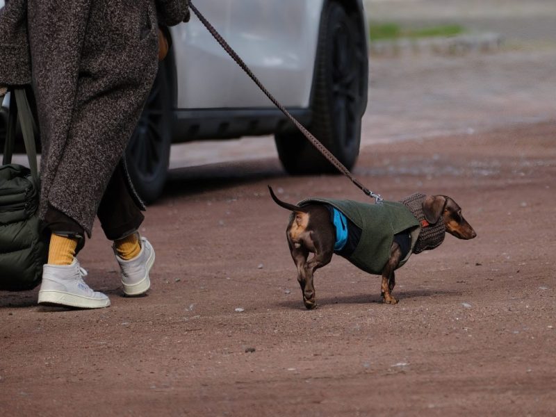 Hund in Thueringen
