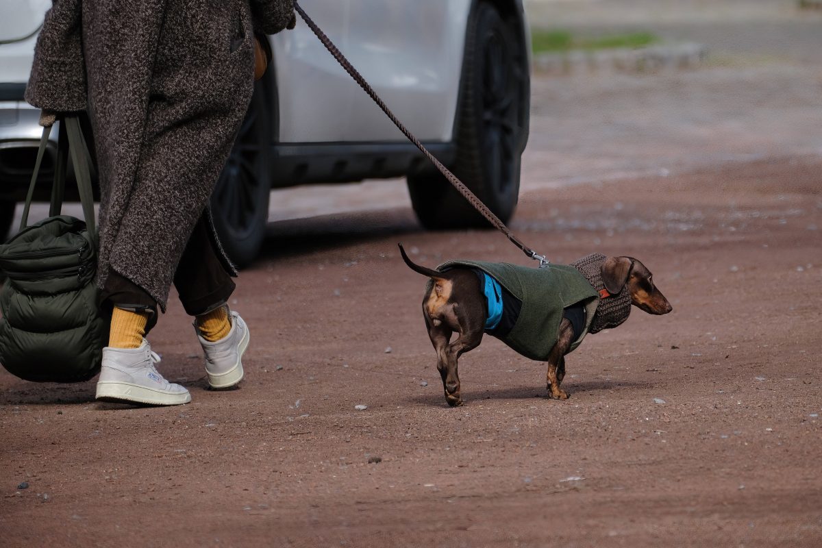 Hund in Thueringen