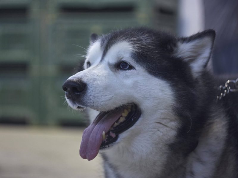 Ein Vorfall aus Bad Langensalza (Thüringen) macht sprachlos. Auf offener Straße klaute ein Unbekannter einen Husky.