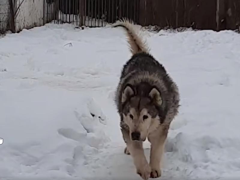hund thueringen