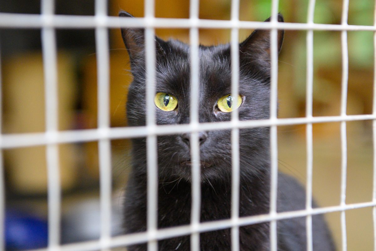 Im Tierheim Erfurt wurde ein schwarzer Kater entdeckt. (Symbolbild)