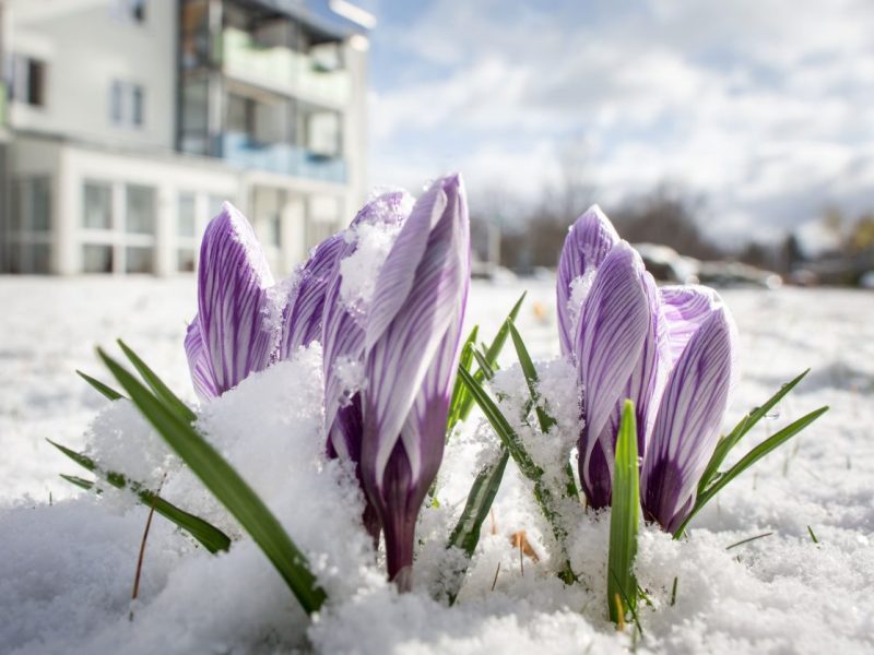 Bekommen die Krokusse in Thüringen noch mal Besuch vom Schnee? Eher unwahrscheinlich...