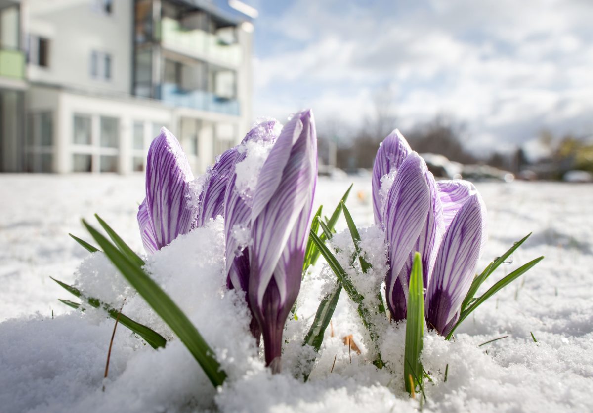 Bekommen die Krokusse in Thüringen noch mal Besuch vom Schnee? Eher unwahrscheinlich...