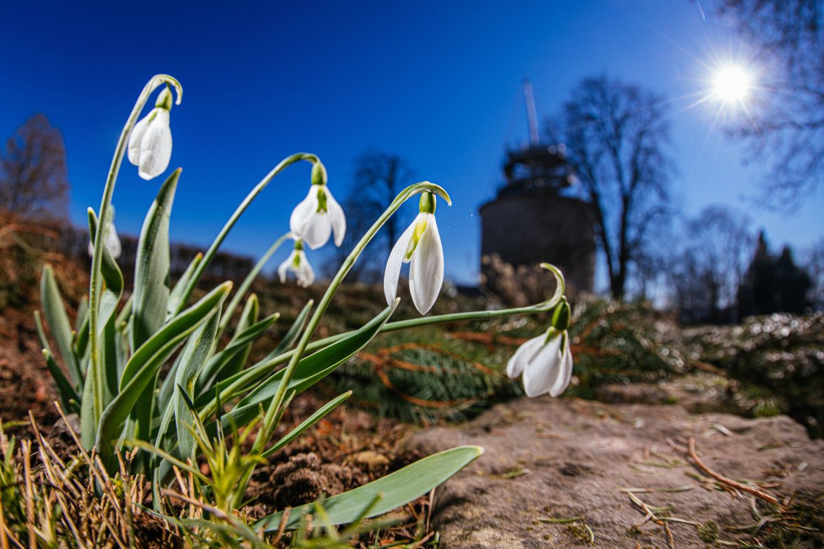 Der Frühling ist in Thüringen auf dem Vormarsch. (Symbolbild)