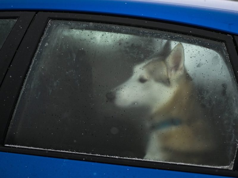 Hund aus Thueringen