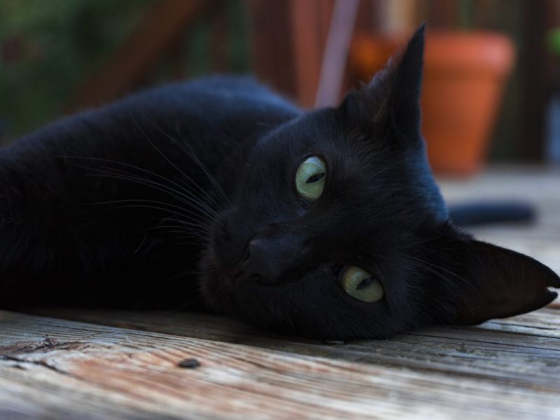 Katze thueringen