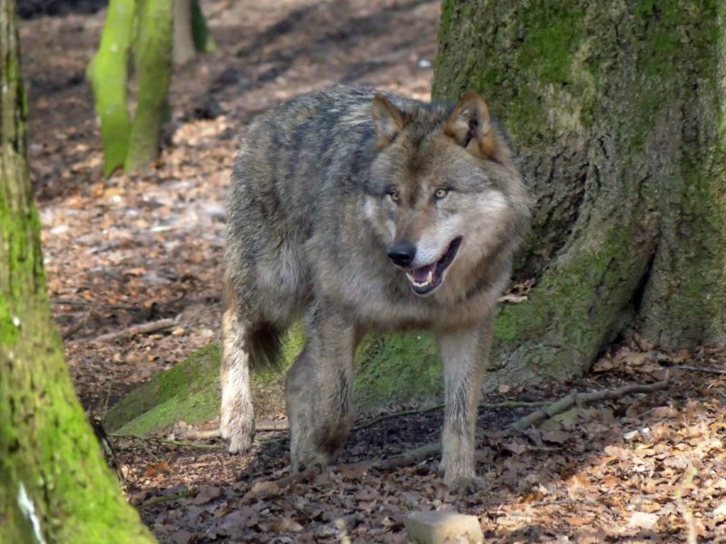 Wolf in Thueringen