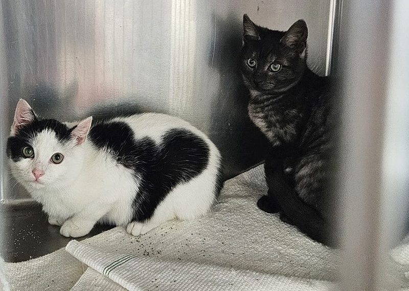 Wilma und Fred wurden in Thüringen einfach ausgesetzt.