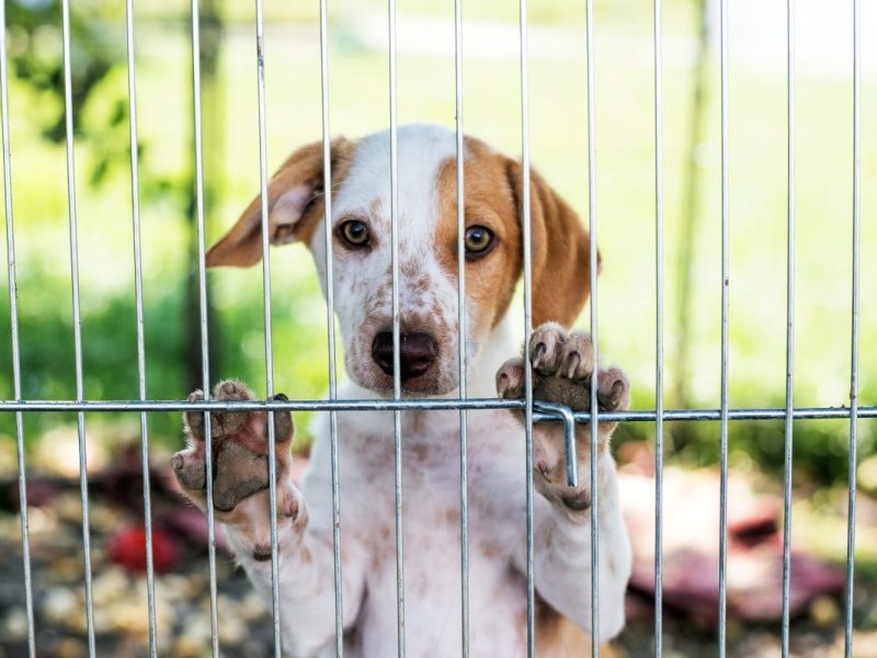 hund im Tierheim hinter Zaun