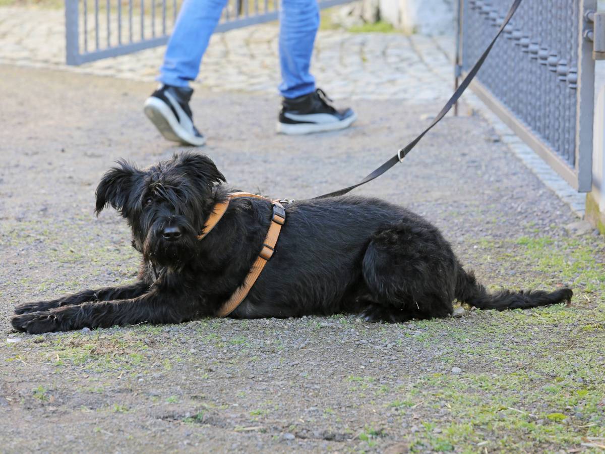 hund ausgesetzt tierheim thüringen