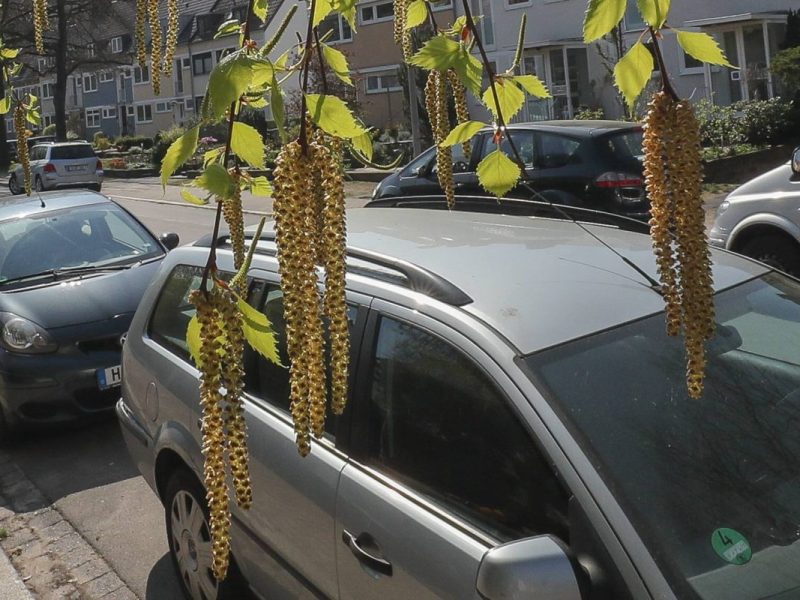 Wetter in Thüringen: Allergiker sollten im Straßenverkehr besonders aufpassen!