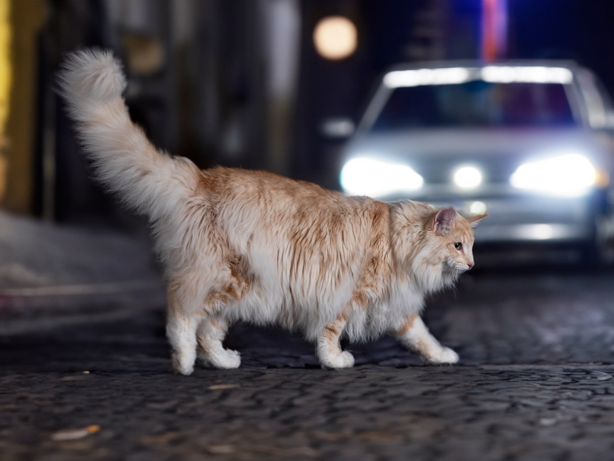 thüringen katze unfall